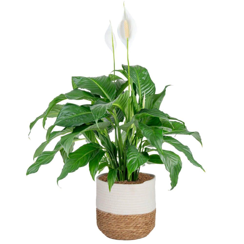 Costa Farms Spathiphyllum Peace Lily Indoor Plant in 10 in. Decor