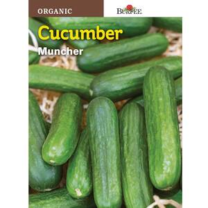 Muncher Organic Cucumber Seed
