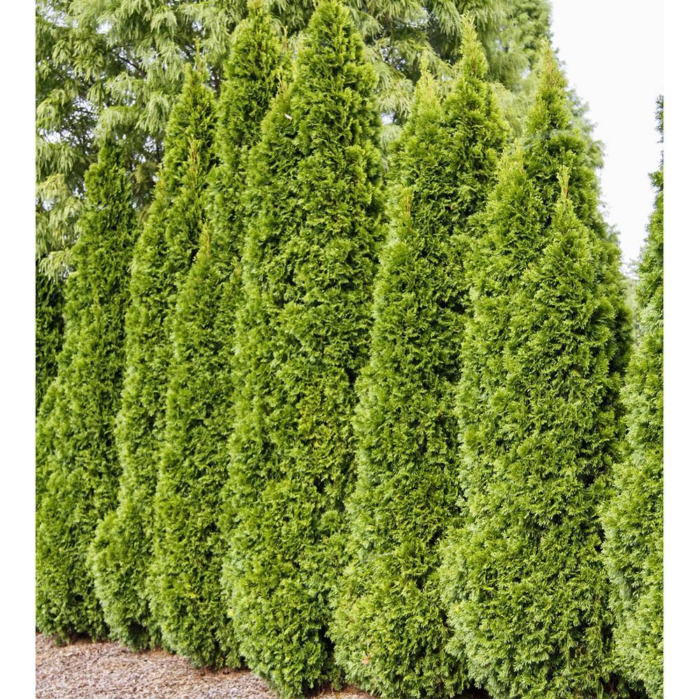 Emerald Green Upright Arborvitae Potted Evergreen Shrub Hedge Kit, 5 ft. to 6 ft. Tall (3-Pack) price history on PriceWatchPro