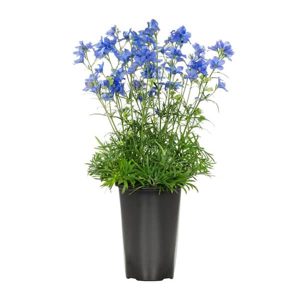 2 Qt. Delphinium Blue Diamond Grandiflorum Perennial Plant
