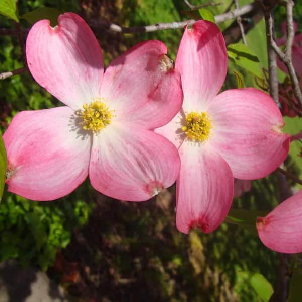 7 Gal. Franco Red Dogwood Flowering Deciduous Tree with Red Flowers