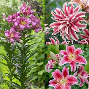 Fragrant Lily Garden Bulbs (Set of 21)