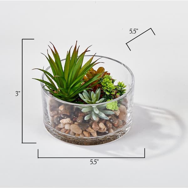 lotus plant seeds for sale Botanical Land Lotus Seed Pods for Reptiles and Amphibians – IHEARTBUGS,  INC