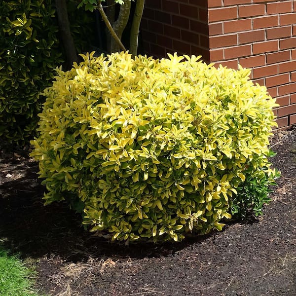 national PLANT NETWORK 1 Gal. Euonymus Golden Flowering Shrub with