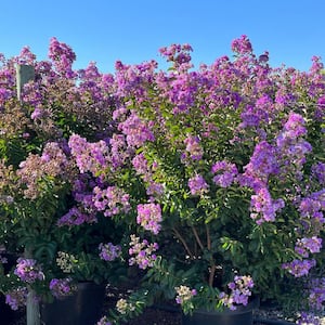 #5 Container Catawba Purple Crape Myrtle Deciduous Tree
