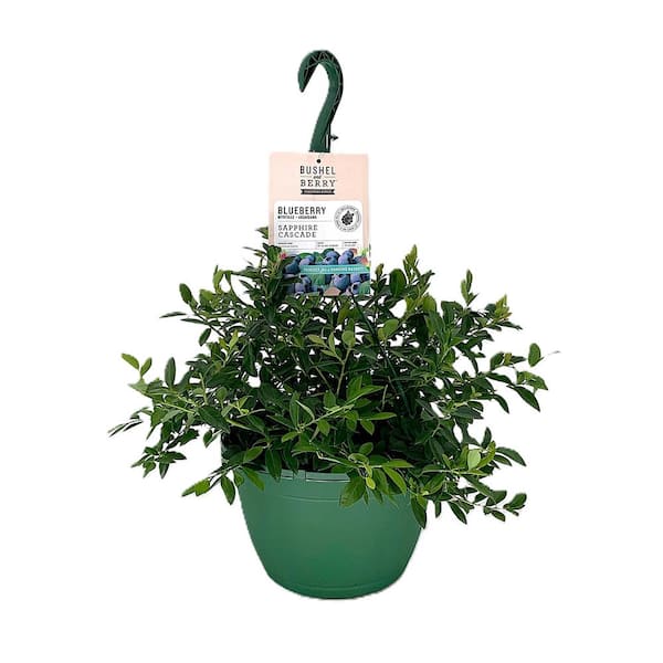 BUSHEL AND BERRY 10 in. Bushel and Berry Sapphire Cascade Fruit Bearing Potted Blueberry Plant in Hanging Basket