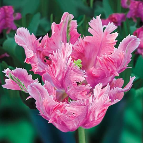 Van Bourgondien Pinkvision Parrot Tulip Bulbs (25-Pack)
