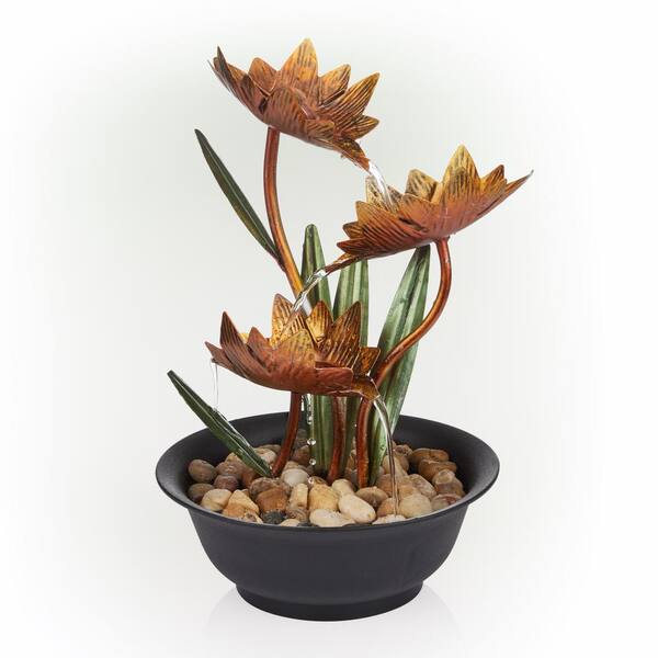 money tree indoor Braided Money Tree  Hey Rooted