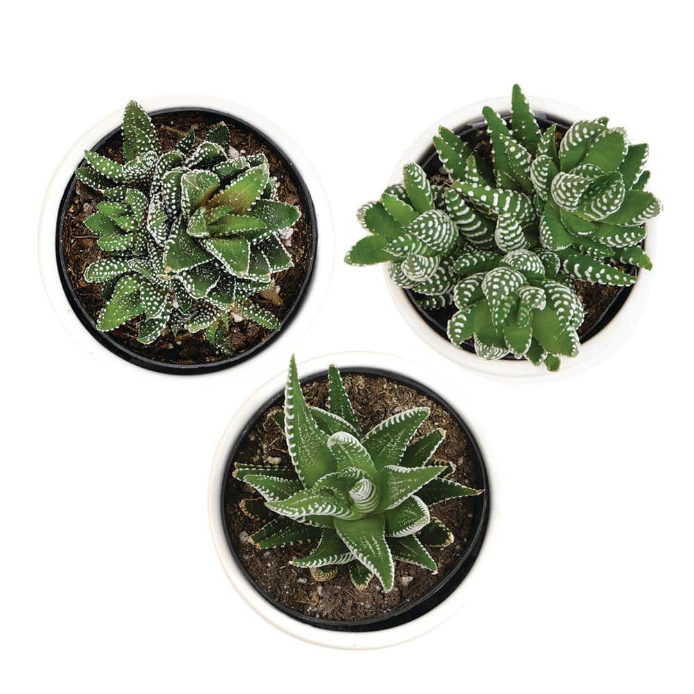 Lush Green Trio of Haworthia & Gasteria Succulents in Ceramic Pots