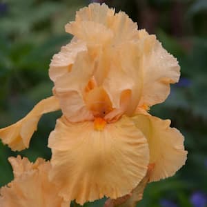 Penny Lane Bearded Iris Orange Flowers Live Bareroot Plant (5-Pack)