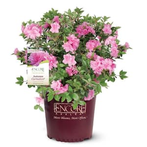national PLANT NETWORK 2.25 Gal. Pink Ruffles Azalea Plant with Pink ...