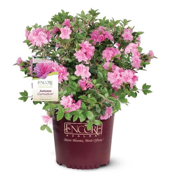 ENCORE AZALEA Azalea Encore Autumn Carnation 3 Gal. Azalea Shrub with Ruffled Pink Reblooming Flowers