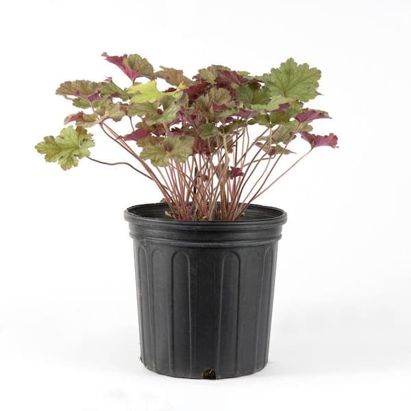 Unbranded 2 Gal. Caribbean Sea Coral Bells (Heuchera), Live Perennial Plant, Coral-Gold Foliage