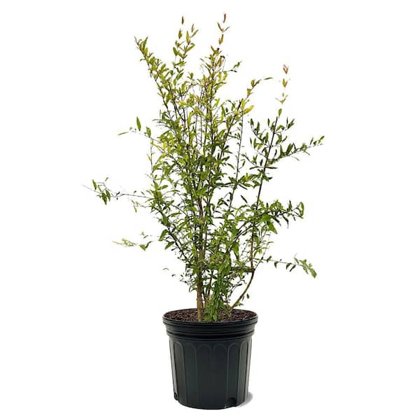 7 gal. #26 Pomegranate Deciduous Fruiting Tree