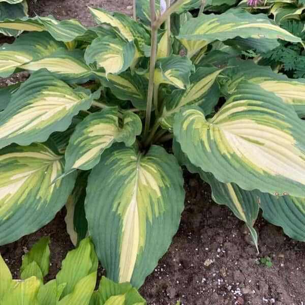0.65 Gal. Shadowland Love Story Hosta (Hosta Hybrid) Live Perennial Plant with Green and Yellow Foliage