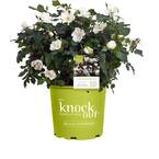 1 Gal. White Knock Out Rose Bush with White Flowers