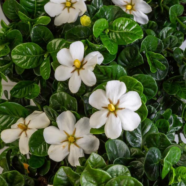 2 Gal. Diamond Spire Gardenia Shrub with Fragrant White Flowers