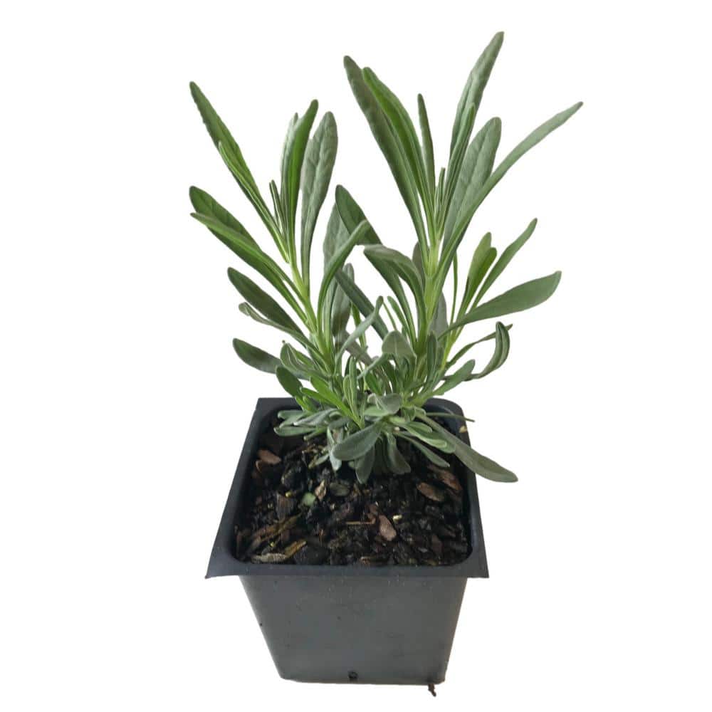 Munstead Lavender 3 Total Plants in 3 Separate 4 in. Pot