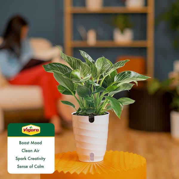 Vigoro Philodendron Birkin Plant in 6 in. White Decor Pot, Avg Shipping  Height 1-2 ft. Tall M-PBV-S-WJP-01 - The Home Depot