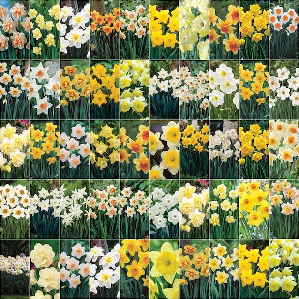 Bloomsz Collectors Masterpiece Daffodil Blend Bulbs (250-Pack)