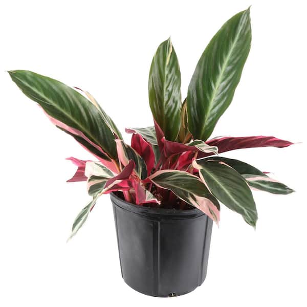 Costa Farms 3G Stromanthe Trio Star Shrub