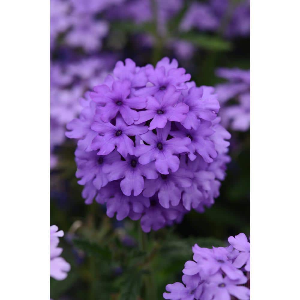 national PLANT NETWORK 4 in. EnduraScape Blue Improved Bloom