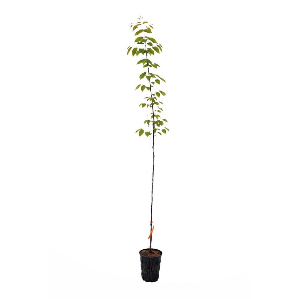 1 gal. American Deciduous Hophornbeam Tree HOPAME01GH - The Home Depot