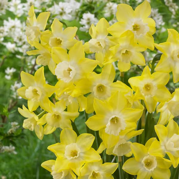 Garden State Bulb 12/14 cm, Jonquilla Pipit Daffodil Flower Bulbs (Bag of 100)