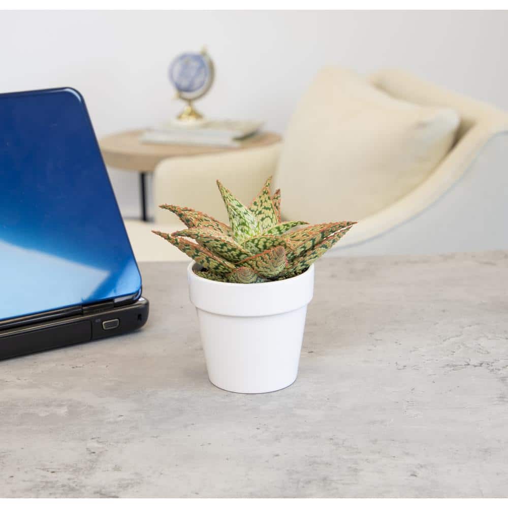 Star Aloe Succulent in White Glazed Clay Pot