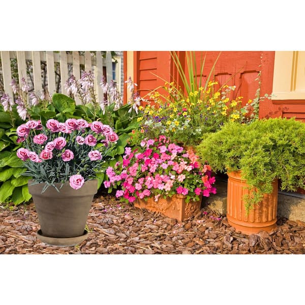 Perennial Carnation Raspberry Surprise 2.5 Qt. - 2-Pack 1093 - The
