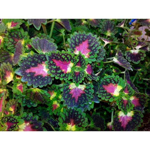 PROVEN WINNERS Strawberry Drop Coleus (Solenostemon) Live Plant, Green, Yellow, and Red Foliage, 4.25 in. Grande, 4-pack