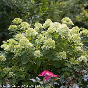 4.5 in. Qt. Little Lime Hardy Hydrangea (Paniculata) Live Shrub, Green to Pink Flowers