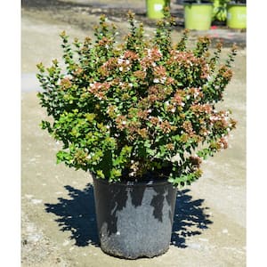 2.5 Gal. Rose Creek Abelia Shrub, Tough Plant with White Flowers that Attract Butterflies, Deer-Resistant