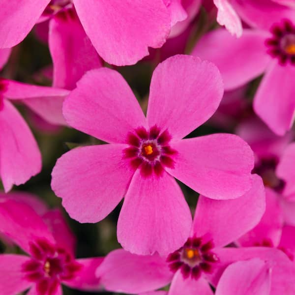 METROLINA GREENHOUSES 1.5 PT. Pink Phlox Subulata Perennial Plant