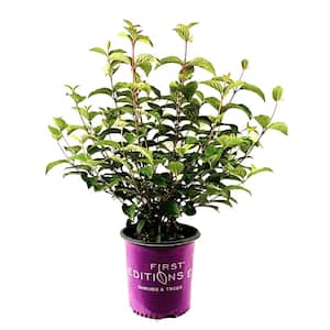 2 Gal. Opening Day Doublefile Viburnum Live Shrub with Bright White Flowers