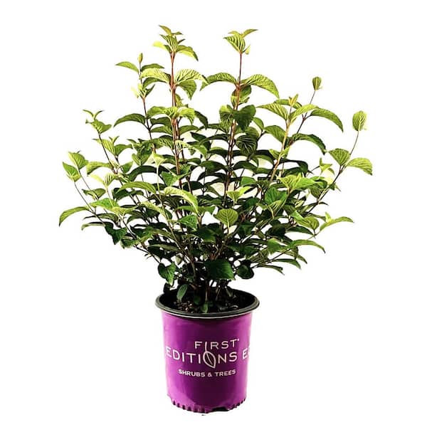 FIRST EDITIONS 2 Gal. Opening Day Doublefile Viburnum Live Shrub with Bright White Flowers