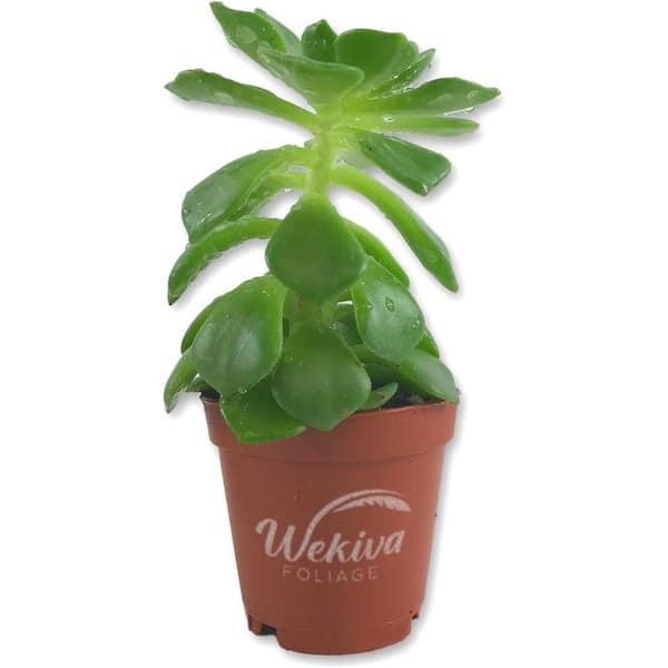 Wekiva Foliage Echeveria Letizia-Live Starter Plant in a 2 Inch Growers Pot-Rare and Colorful Compact Easy Care Succulent