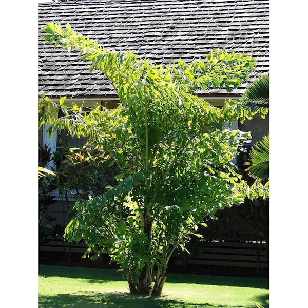 Wekiva Foliage Fishtail Palm-Live Plant in a 4 in. Pot-Caryota Mitis-Rare Ornamental Palm Tree of Florida