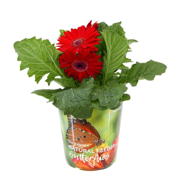 NATURE'S NUTRIENTS Annual Gerbera Daisy Mix 2.5 qt.