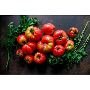 4 In. Brandywine Tomato Fruit Plant (6-Pack)