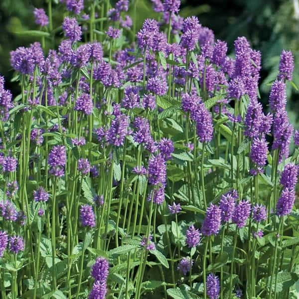 BELL NURSERY 1 Gal. Hedgenettles Plant