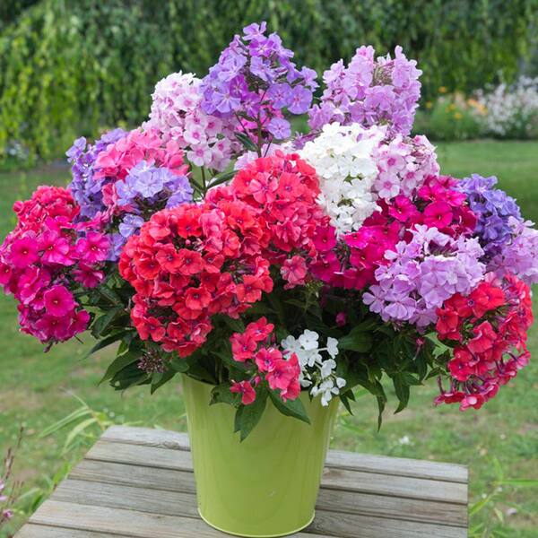 VAN ZYVERDEN Van Zyverden Tall Phlox Mixed Quantity Landscape