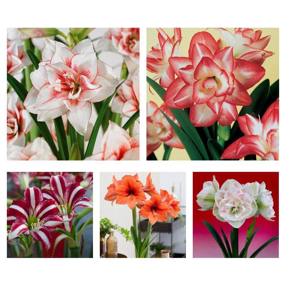 VAN ZYVERDEN Holiday Amaryllis Desire Set of 1 Bulb 88409 - The