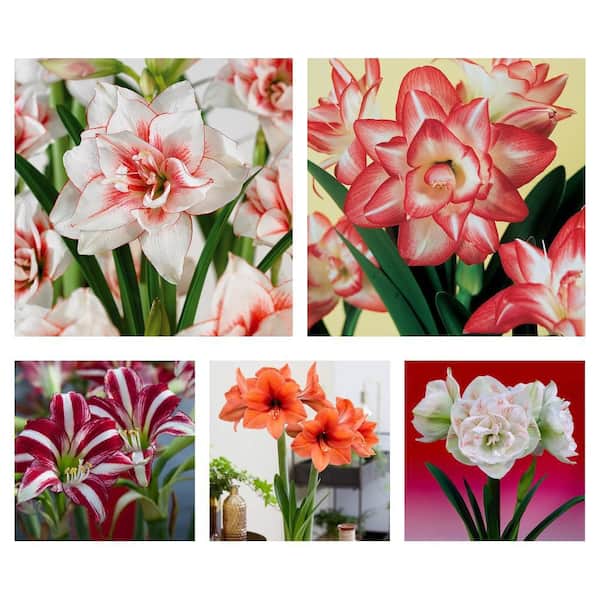 Amaryllis Bulbs Elvas, Blossom Peacock, Fragrant Santiago, Holiday Desire and Nymph Bulbs (Set of 1 Bulb Each)