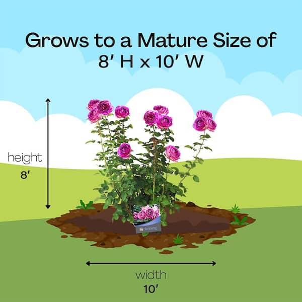 Reviews for Vigoro 3 Gal. Lavender Crush Climbing Rose with