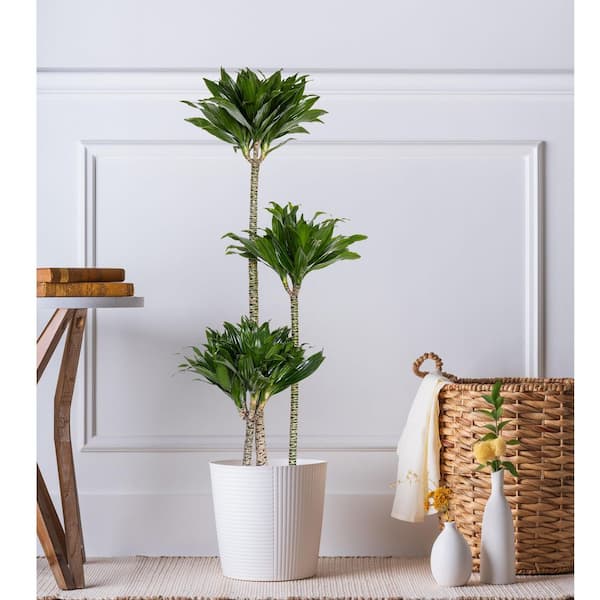 United Nursery 10 in. Dracaena Janet Craig Compacta Plant in White Decor  Pot DRACJCC10HW - The Home Depot