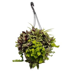 12 HB Chlorophytum Tradescantia Lysimachia Plant Combo in 12 in. Hanging Basket