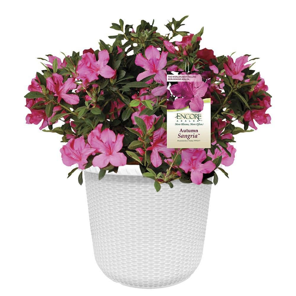 ENCORE AZALEA 2 Gal. Autumn Sangria Azalea Shrub with Pink Flowers