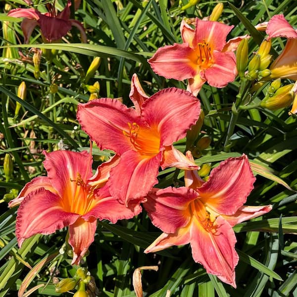 #5 Container Shell Pink Daylily Plant