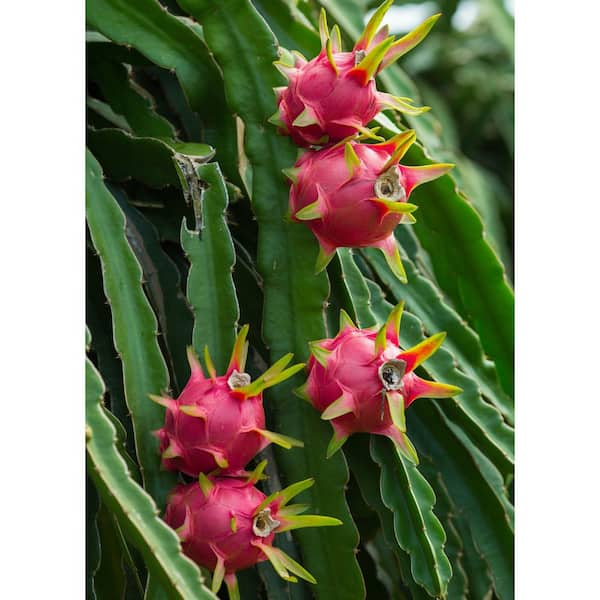 indoor dragon fruit tree